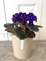 African Violet from Aladdin's Floral in Idaho Falls